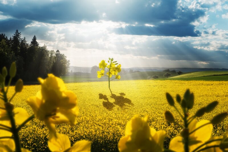 Single Yellow Flower — Dramatic, Afternoon