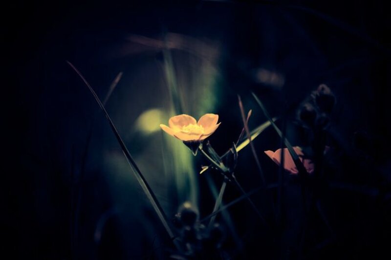 Single Yellow Flower — Dramatic, Night