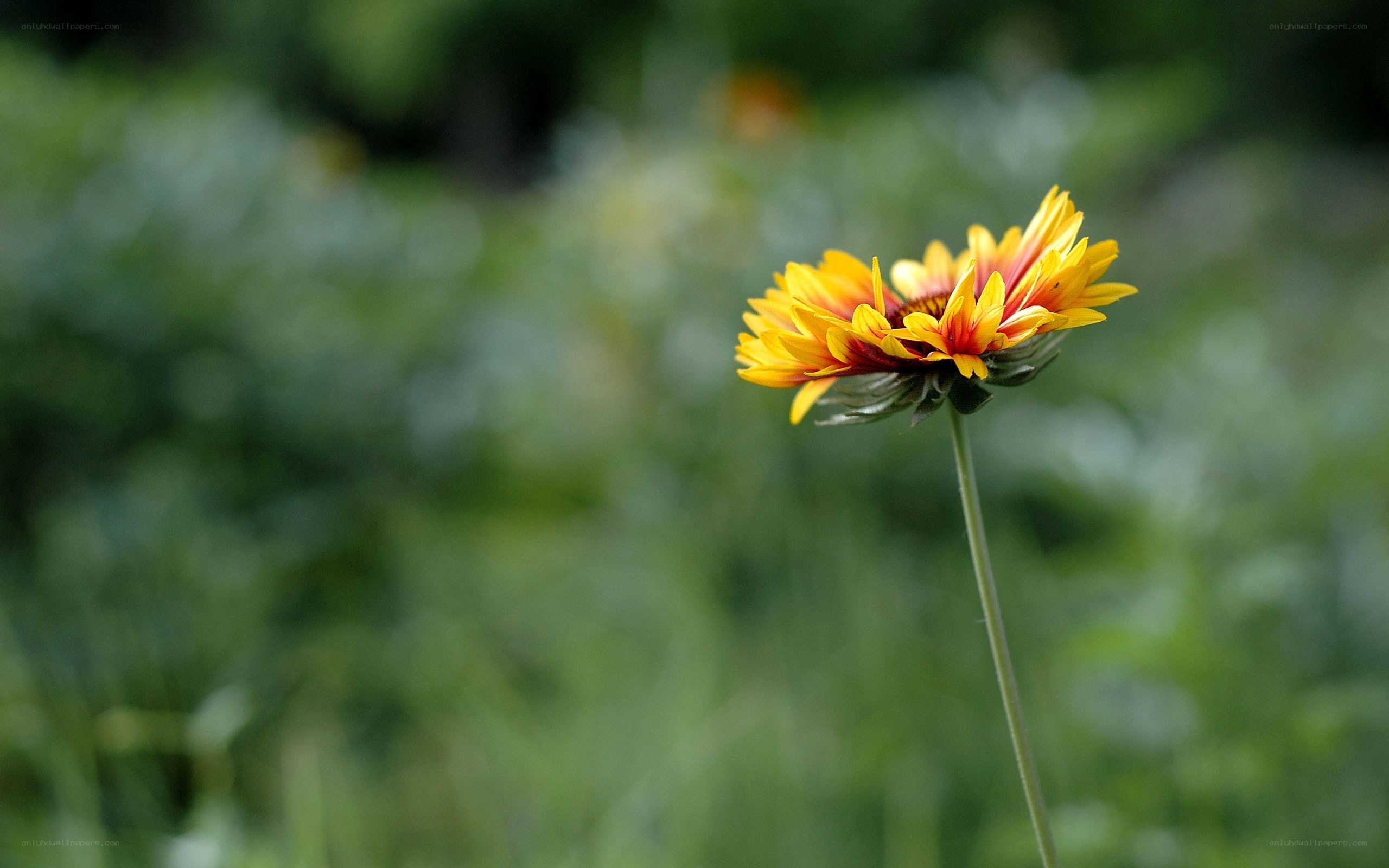 Single yellow flower in a field