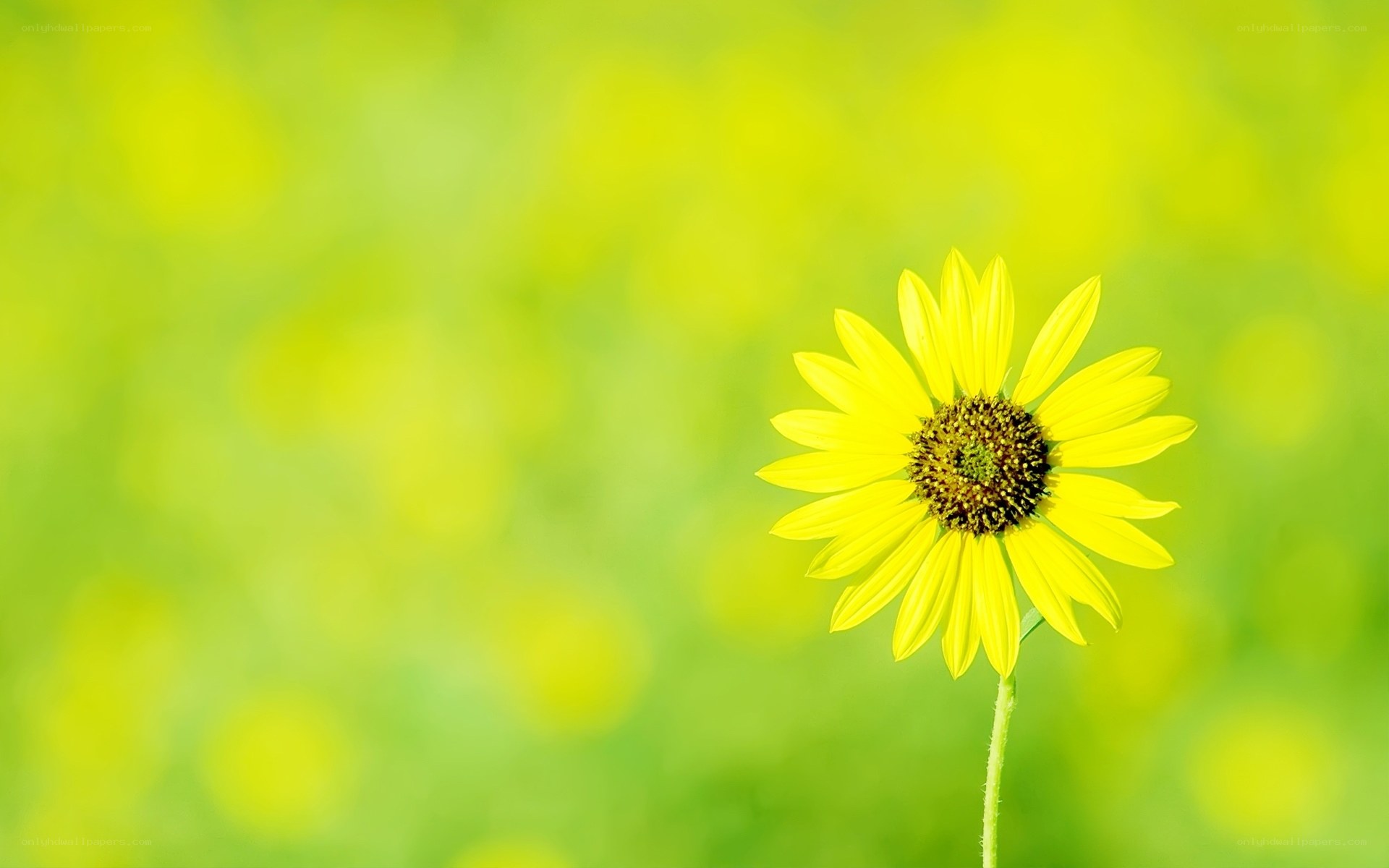 Single yellow flower in field