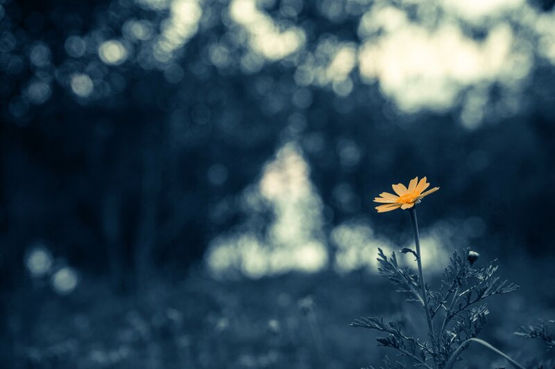Single Yellow Flower — Serene, Photograph