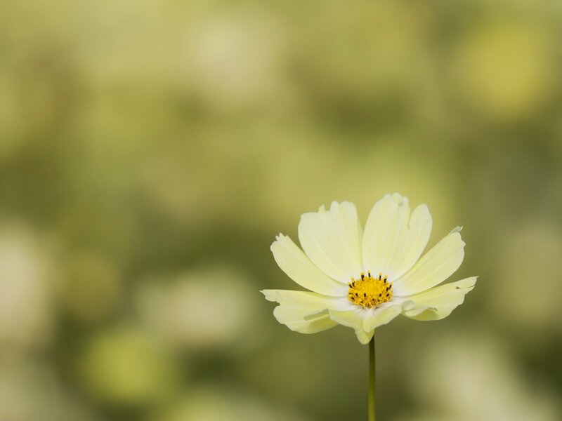 Single Yellow Flower — Serene