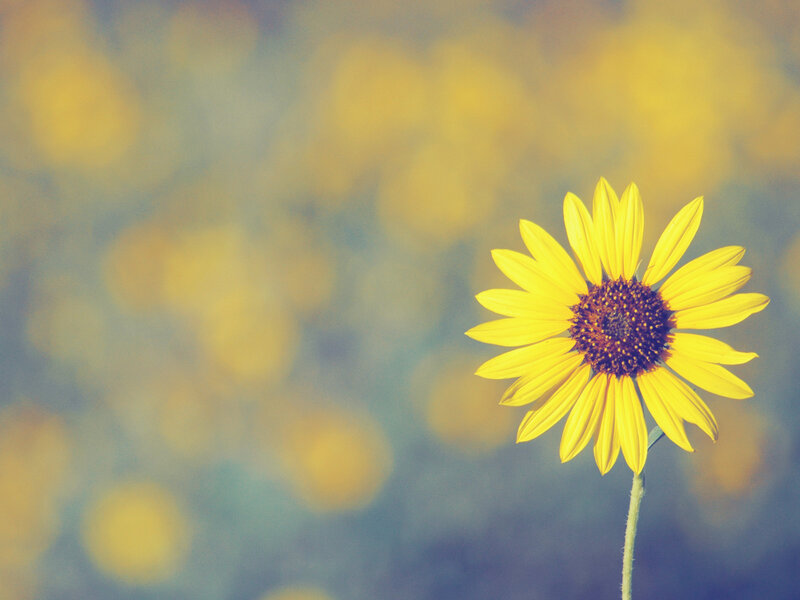 Single Yellow Flower