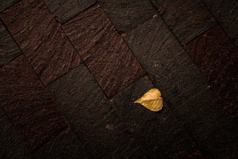 Single Yellow Leaf — Brown