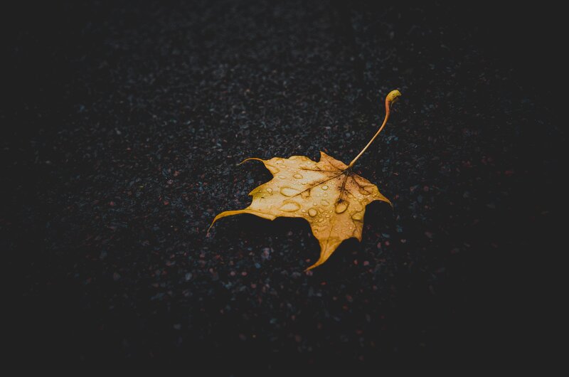 Single Yellow Leaf — Calm, Autumn, Photograph