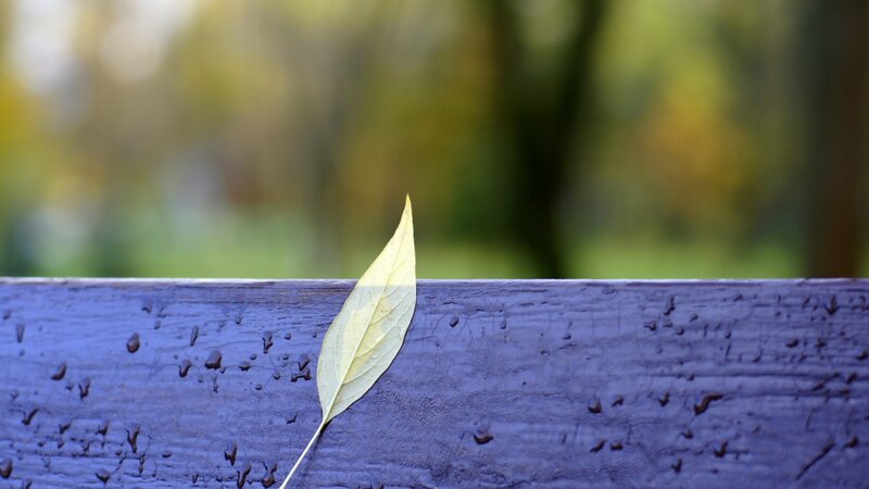 Single Yellow Leaf — Calm, Autumn