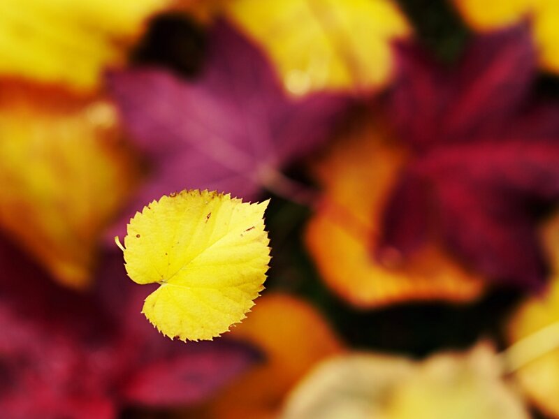 Single Yellow Leaf — Calm