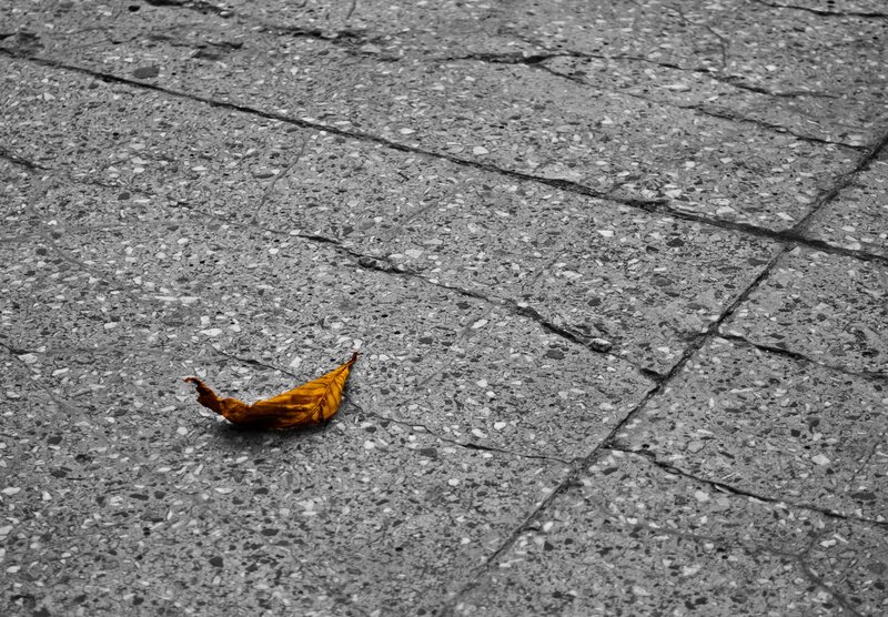 Single Yellow Leaf — Gray