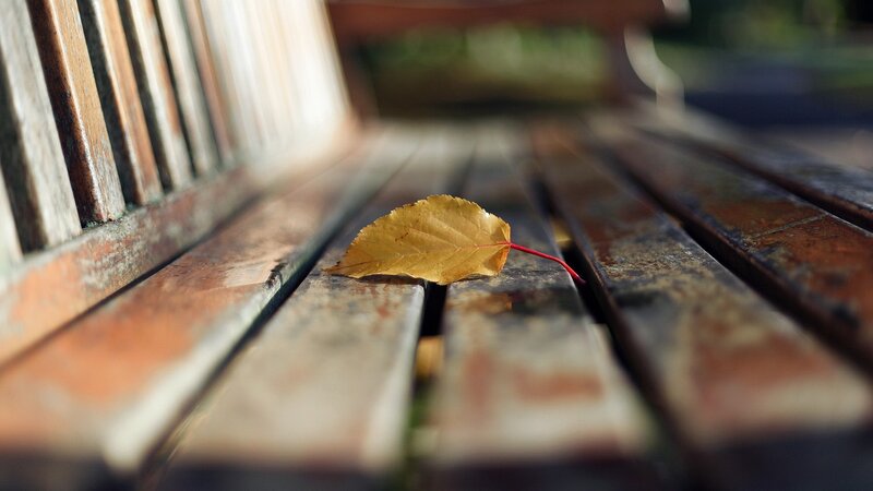 Single Yellow Leaf on Bench — Brown