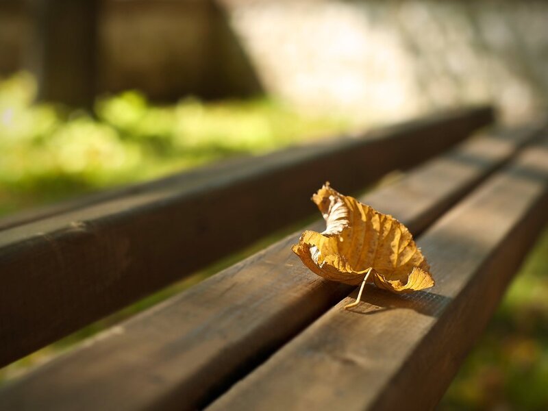 Single Yellow Leaf on Bench