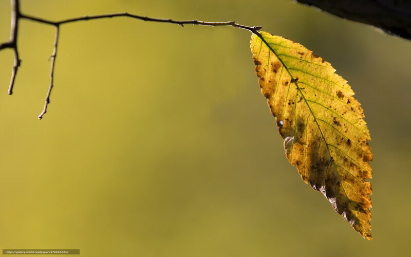 Single Yellow Leaf on Branch — Serene, Autumn, Photograph, Sunlight