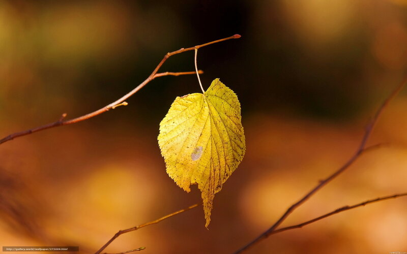 Single Yellow Leaf on Branch — Serene, Autumn, Photograph