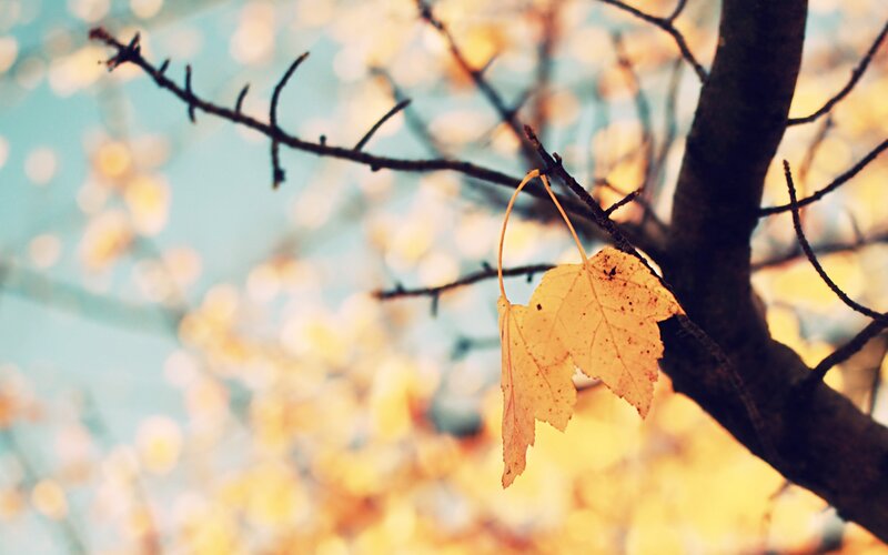 Single Yellow Leaf on Branch — Serene, Autumn