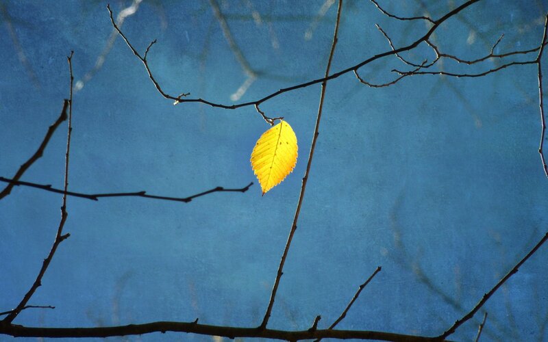 Single Yellow Leaf on Branch — Serene