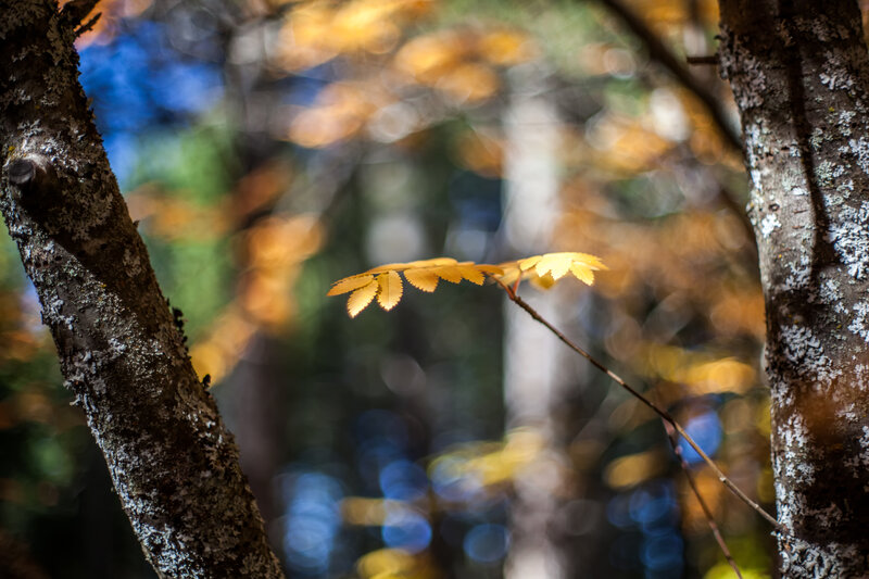 Single Yellow Leaf on Branch