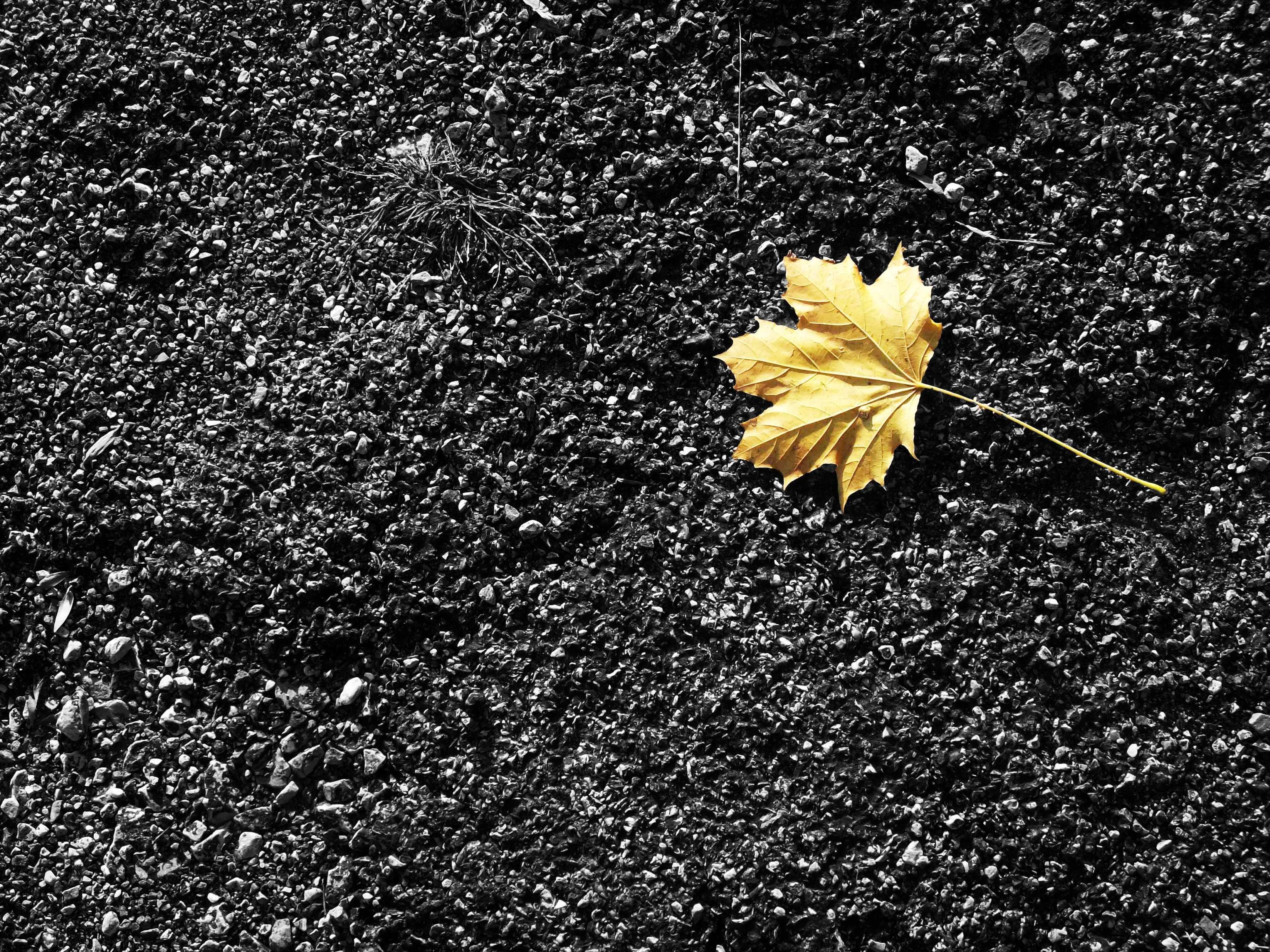 single yellow leaf on gravel