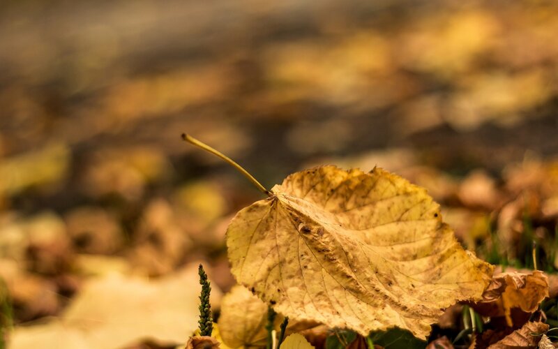 Single Yellow Leaf on Ground