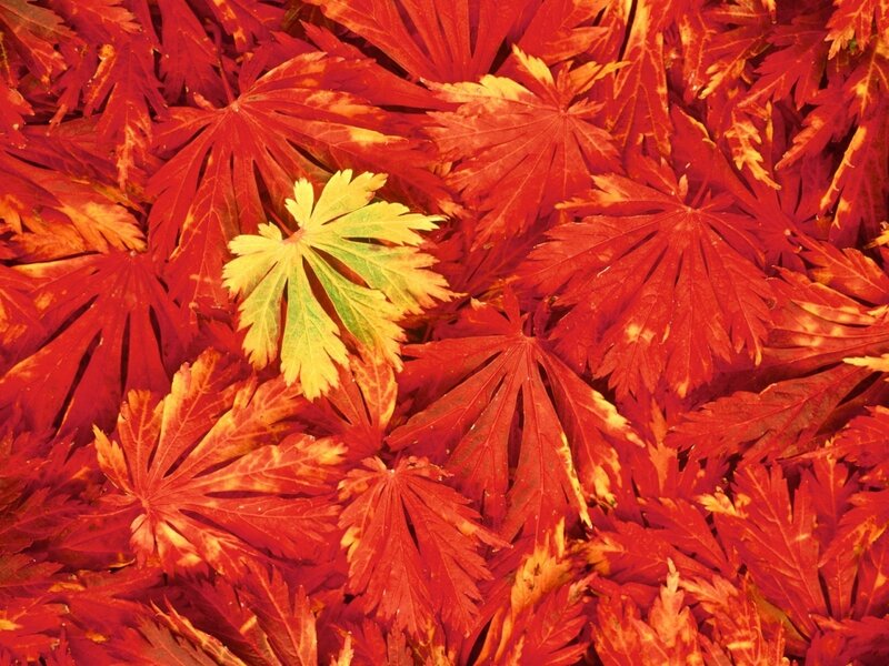 Single Yellow Leaf on Red Leaves