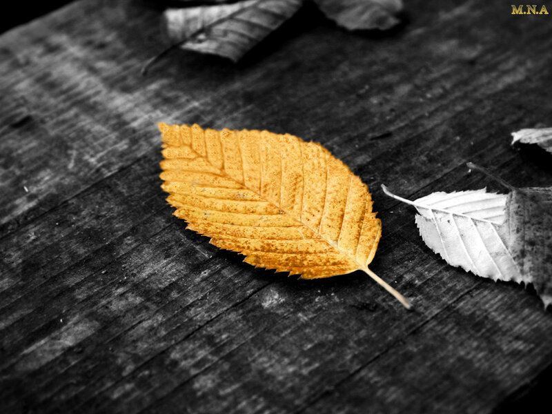 single yellow leaf on wood