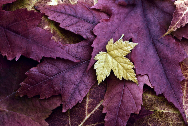 Single Yellow Leaf — Purple
