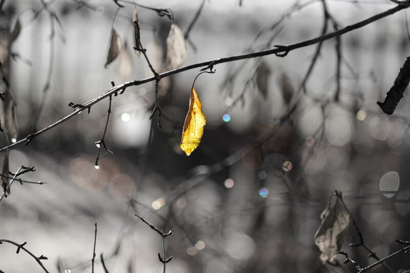 Single Yellow Leaf — Serene, Autumn