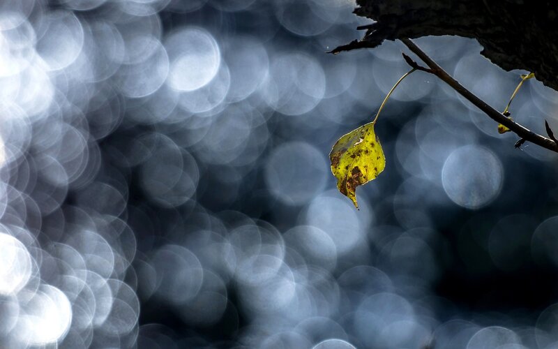Single Yellow Leaf — Serene