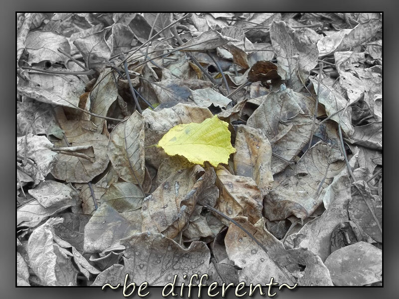 Single Yellow Leaf