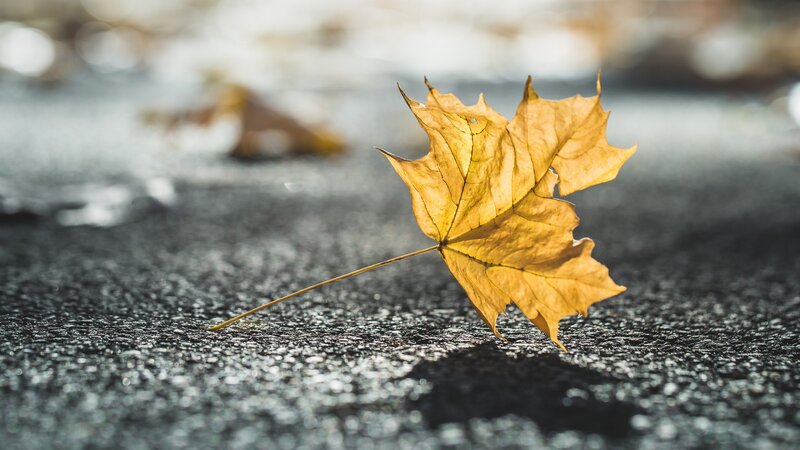 Single Yellow Maple Leaf