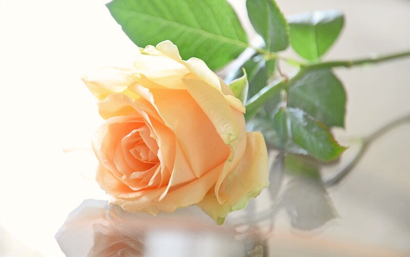 Single Yellow Rose