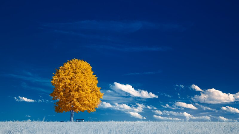 Single Yellow Tree — Blue