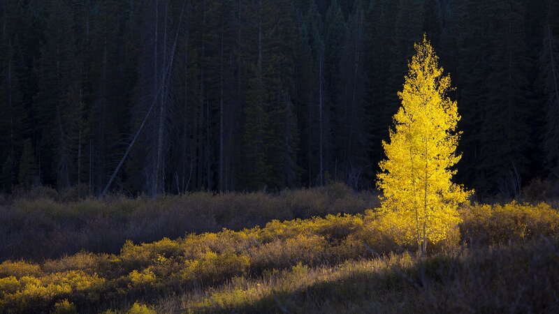 Single Yellow Tree — Dramatic, Autumn