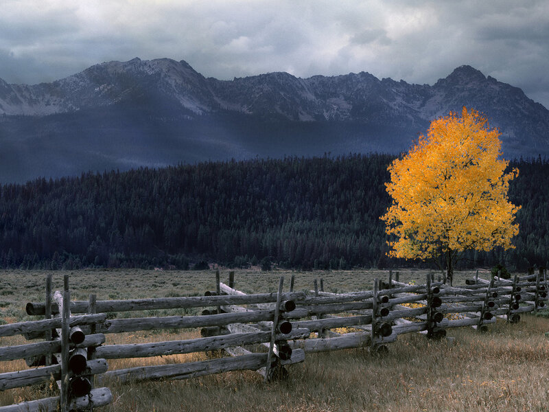 Single Yellow Tree — Dramatic