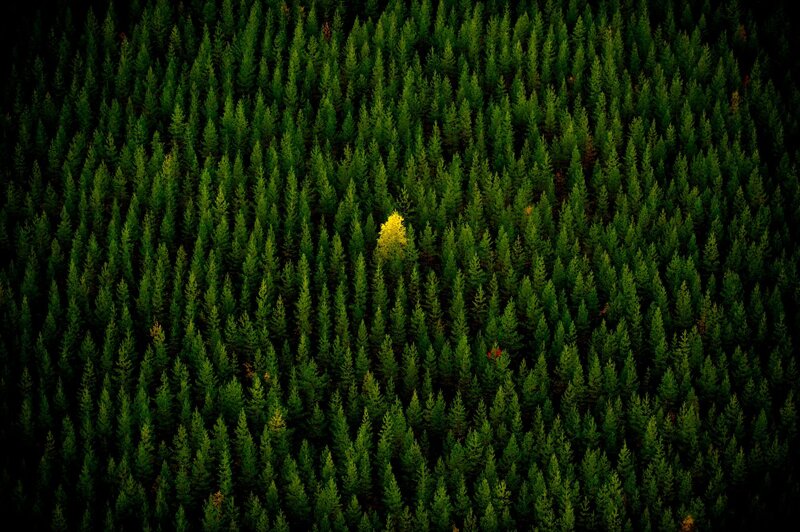Single Yellow Tree — Green, Serene