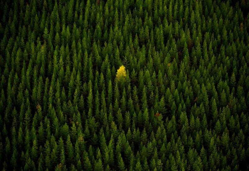 Single Yellow Tree — Green
