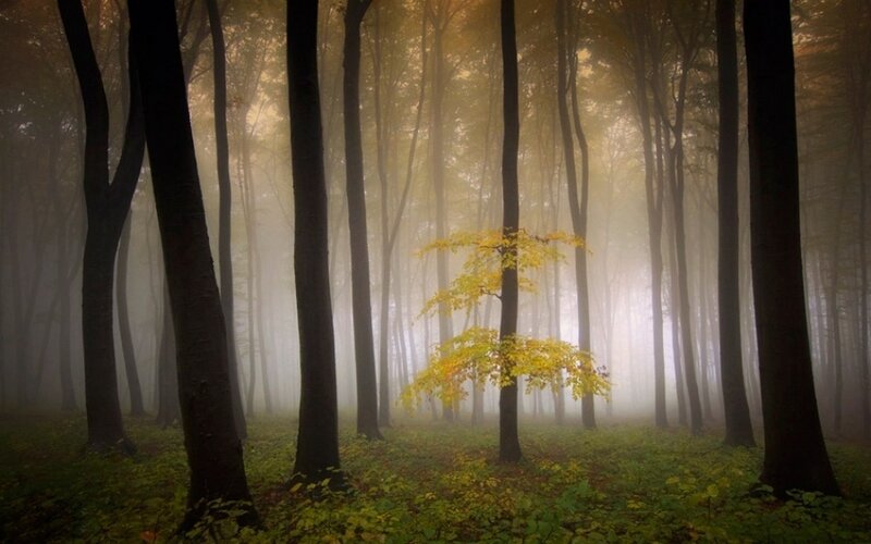 Single Yellow Tree in Forest