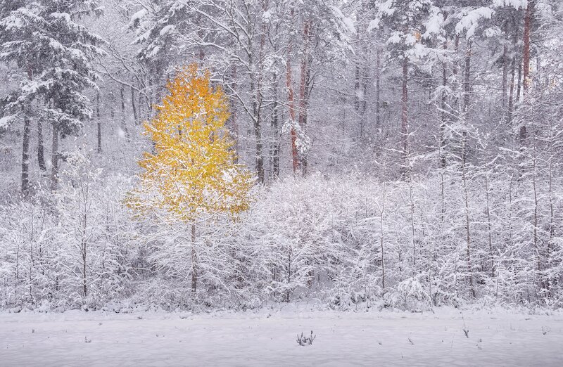 Single Yellow Tree in Snow