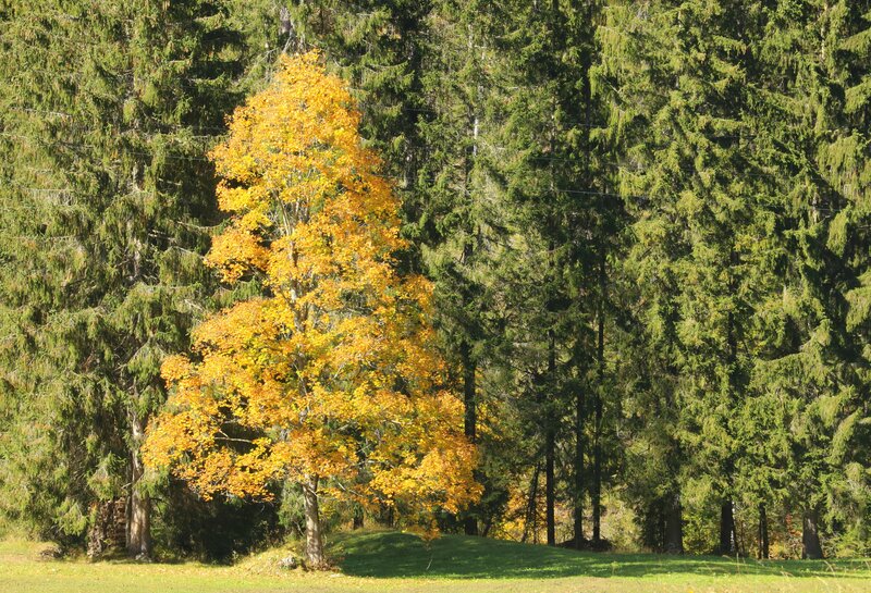 Single Yellow Tree — Serene
