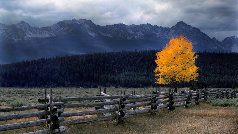 Single Yellow Tree