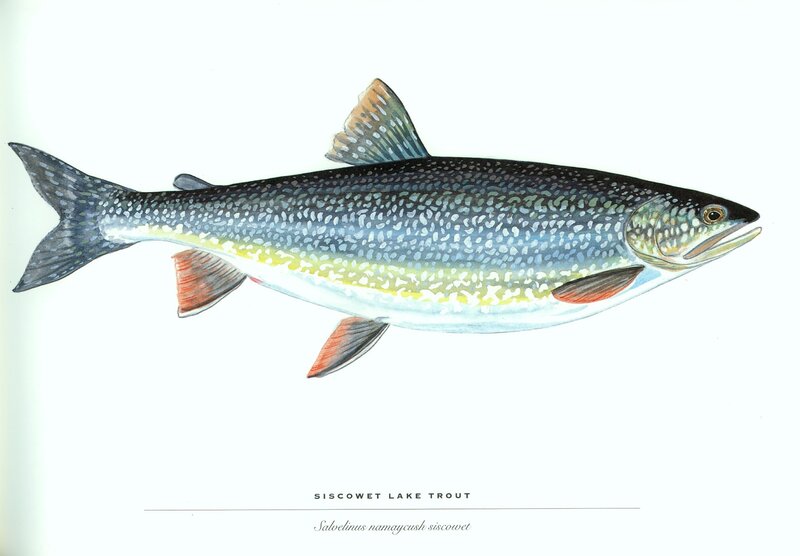 Siscowet Lake Trout Illustration