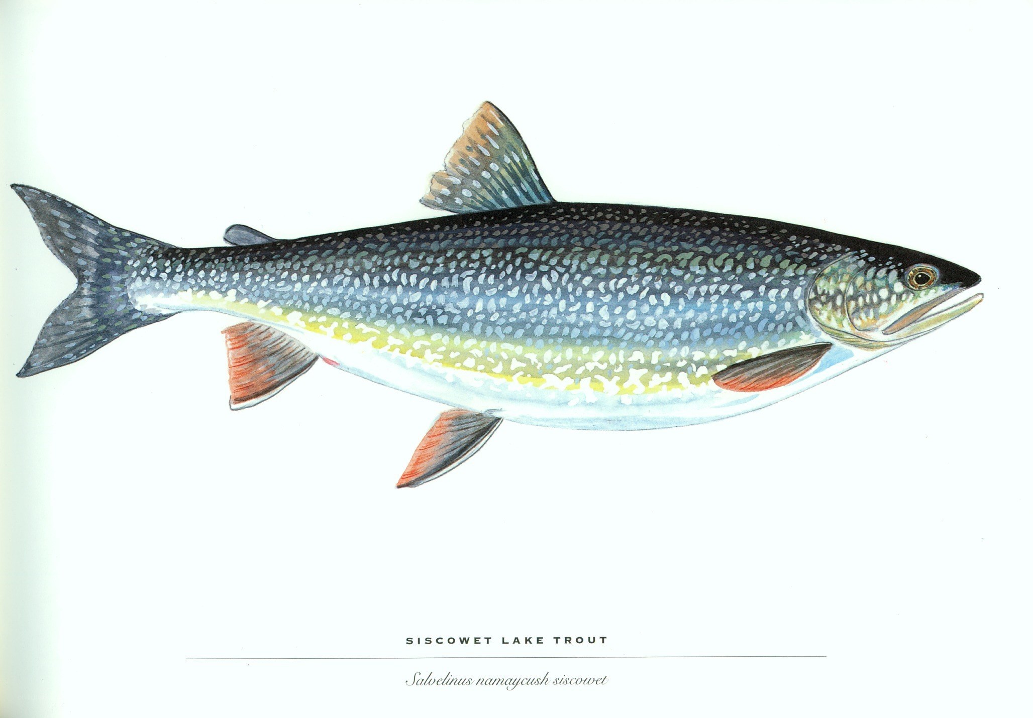 Siscowet Lake Trout Illustration