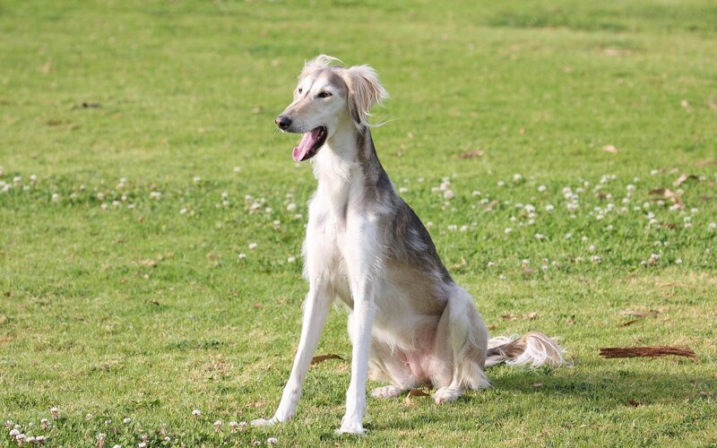 sitting dog in a grassy field