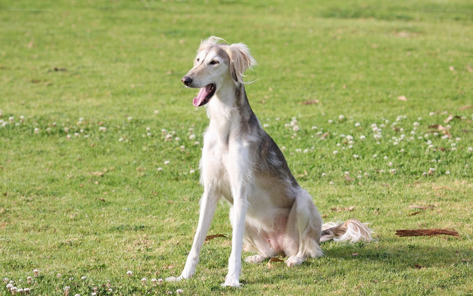 sitting dog in a grassy field