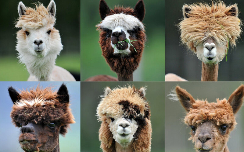 Six Alpacas in a Grid