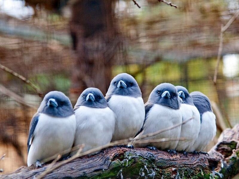 Six Birds on a Branch — Gray, Calm