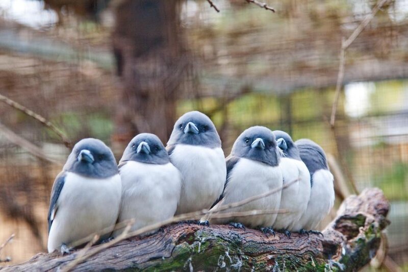 Six Birds on a Branch — Gray