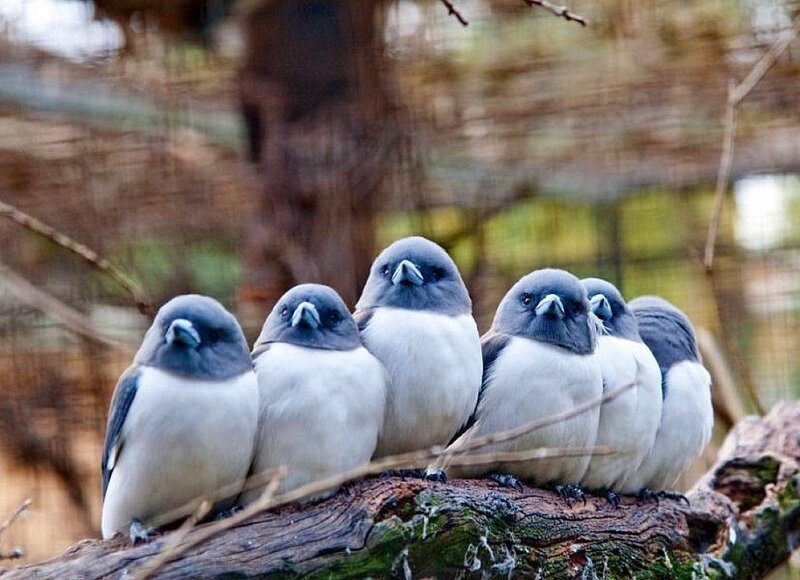 Six Birds on a Branch