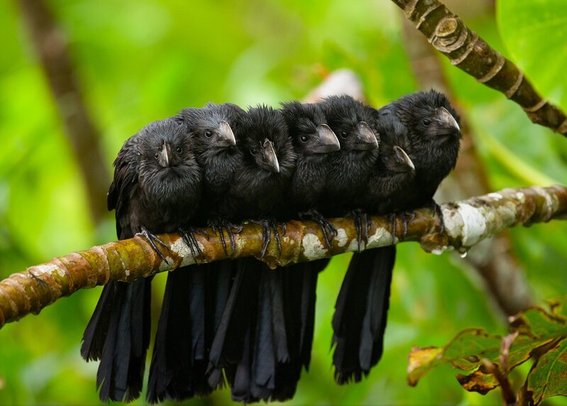 Six Black Birds on Branch