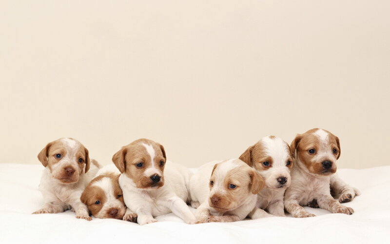Six Brown and White Puppies — Calm