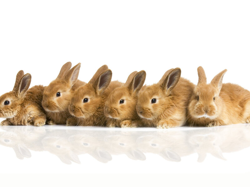 Six Brown Bunnies — Calm