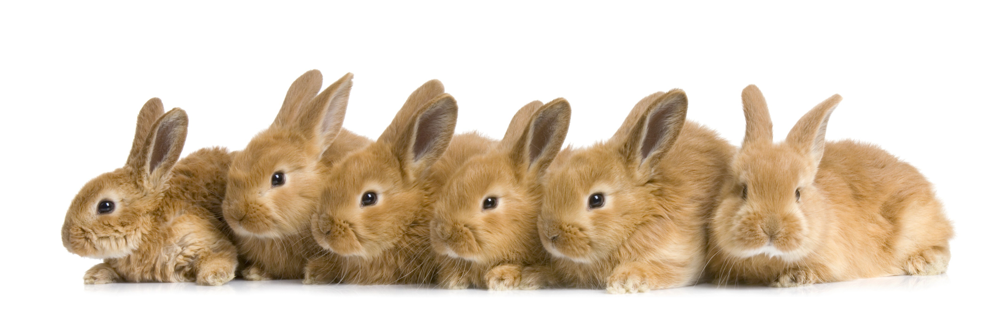 six brown bunnies in a row